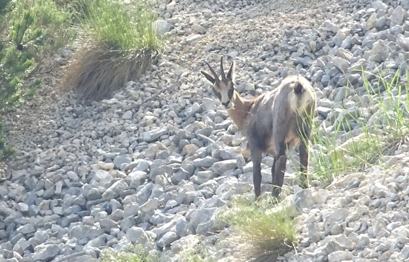 Rupicapra rupicapra.....dal Trentino Alto Adige